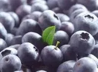 Northern highbush blueberries